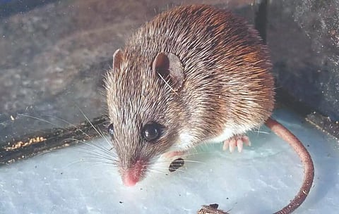 Representative image