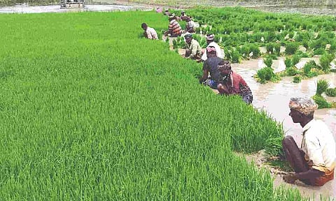 Scientists in each taluk to guide farmers in modern techniques