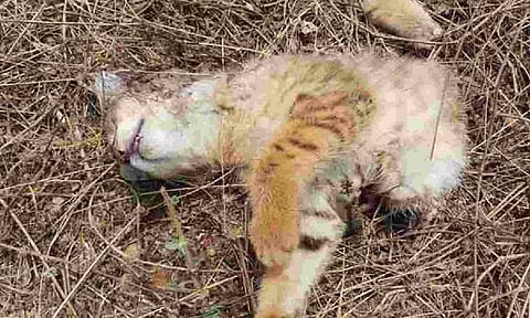 Out of Africa, into the void