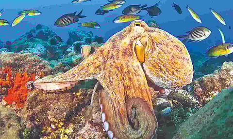 Is this octopus having a nightmare?