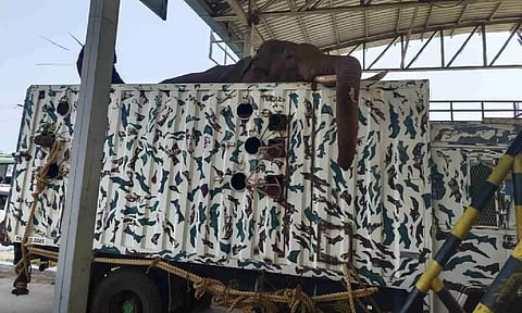 The tusker strayed away from its own herd in Kerala at the fag end of April and moved into Megamalai forest.