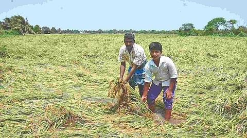 Farmers show the submerged crop in Thanjavur on Tuesday