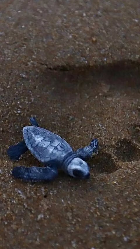 Olive Ridley hatchlings being released into sea by TN forest dept