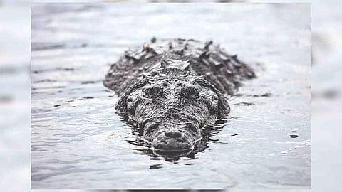 Representative Image