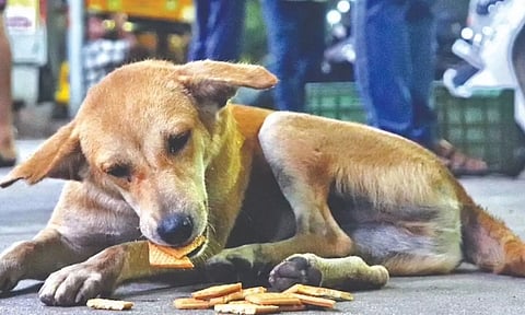 At least 40K pets are expected to get license from GCC