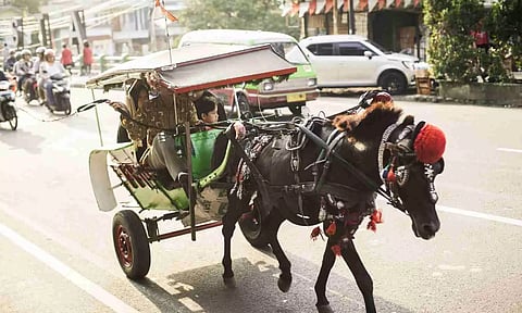 'Horse diapers' keep Gaza streets clean