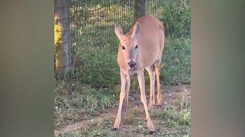 Screengrab from the video&nbsp;