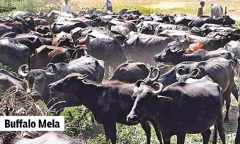Tanuvas’s Buffalo Mela educates farmers on successful rearing practices