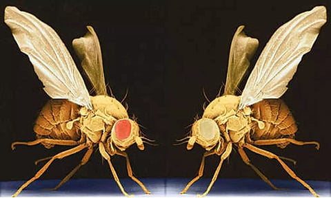 These flies age faster after witnessing death