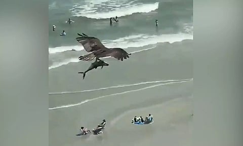 Watch: Eagle found its prey! A shark