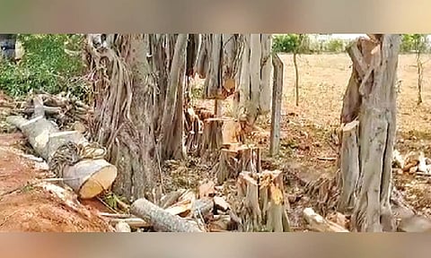 The partially axed banyan tree, which was saved by the activists, in Pollachi  