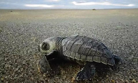 Olive Ridley turtle