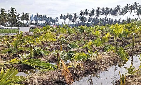 Destruction seen at arecanut farm