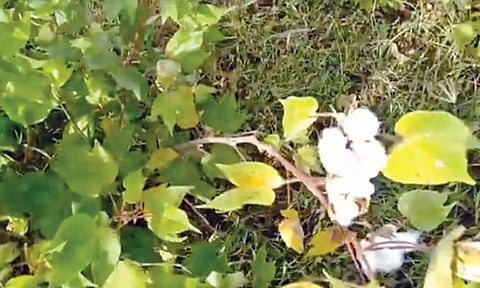 A view of cotton field in Theni