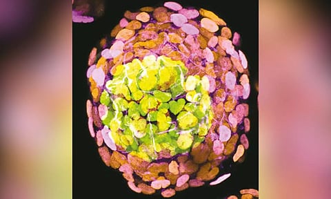 Scientists debut lab models of human embryos