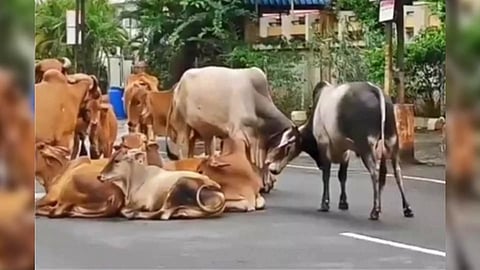 Representative Image (Photo: IANS)