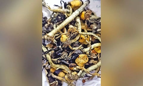 Magic mushrooms seized by Kodaikanal police in Dindigul district.