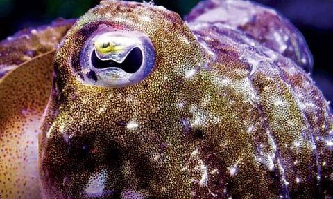 What’s really happening when a cuttlefish seems to vanish