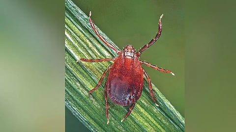 Critter alert: Finding out how you really are a tick magnet