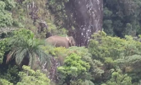 Tusker Arikkomban (File)