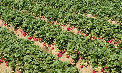 Representative image (File)