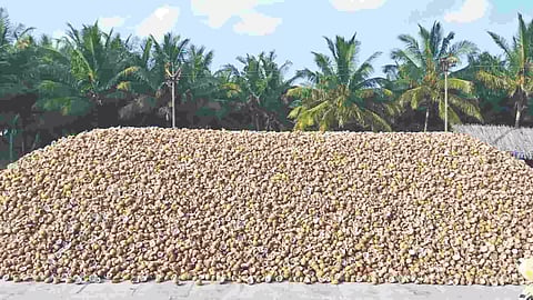 Drastic drop in prices of copra