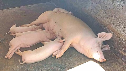 Representative Image