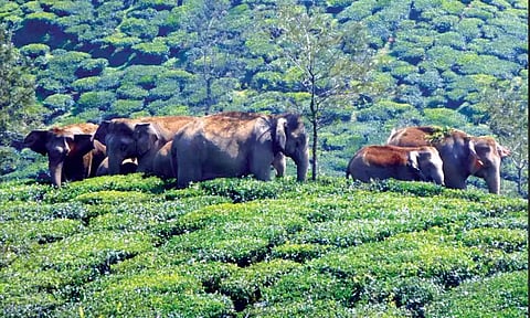 Valparai forest dept targets zero life loss, use of tech tools