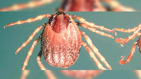 Representative Image (Photo: IANS)