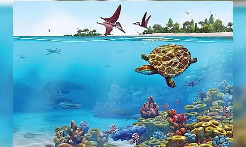 A pancaked turtle fossil’s 150-million-year-old tale