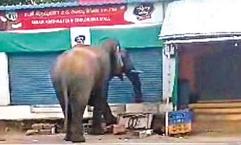 A wild elephant seen in Bhavani Sagar dam area