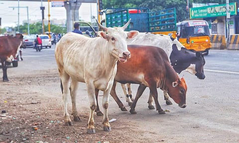 Representative image ( Photo: Hemanathan M)