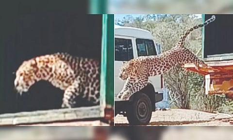 Captured leopard being released into the forest.&nbsp;