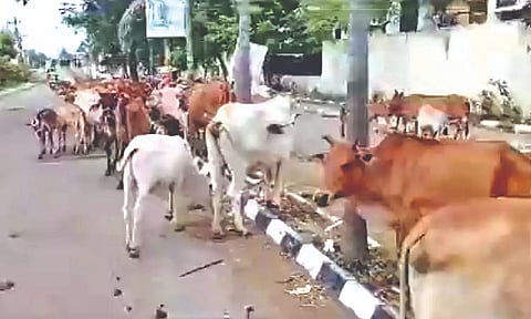 Stray cattle&nbsp;