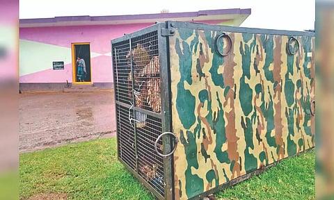 Officials of the Kundah forest department placed a cage to trap the sloth bear.