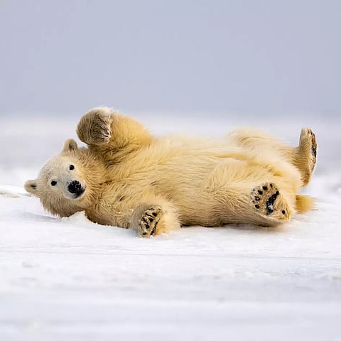 Age factor: How old is that polar bear? The answer is in its blood