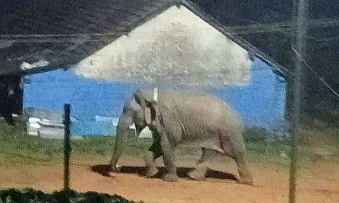 Makhna elephant in Valparai