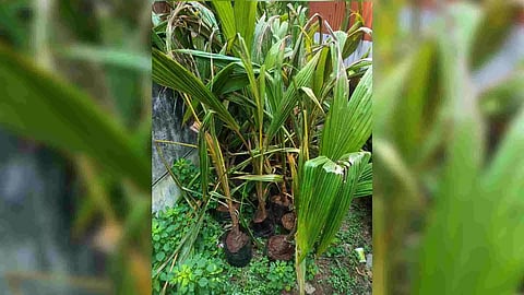 Narcotics Control Bureau seized 423 kg of ganja from vehicle in Ramanathapuram on Wednesday