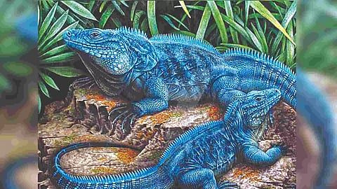 Blue iguanas