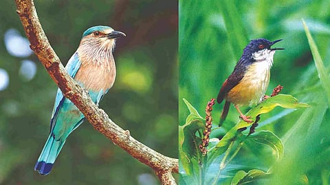 (L-R) Indian Roller; Ashy Prinia
