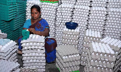 Eggs being packed at a unit in Namakkal (File photo)