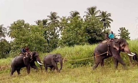 Kumki Elephants
