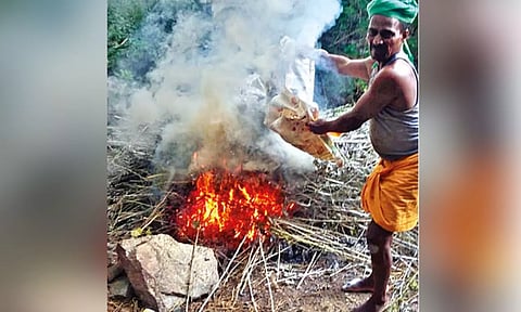 A sericulture farmer burning dead larva
