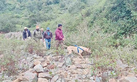 Forest Department staff with sniffer dog combing the range in The Nilgiris on Sunday