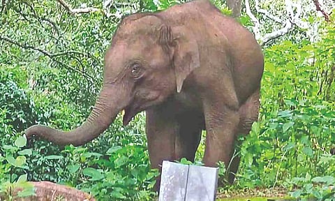 Tourists warned against disturbing  elephant calf on Coonoor ghat stretch