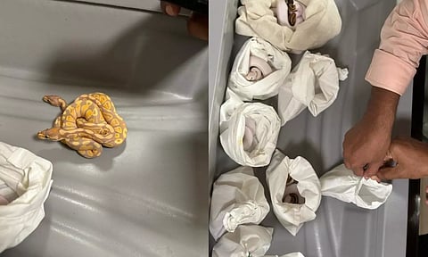 Customs officials seize ball pythons and an African squirrel smuggled from Thailand