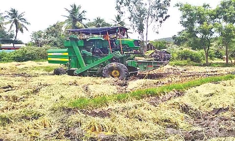 Farmers said the yields would weigh less in the early harvest and the quality will also not be up to the required levels
