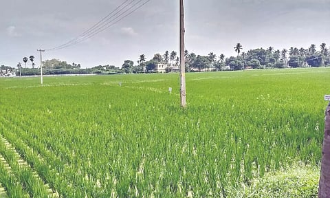 Paddy production likely to take a hit in the Delta region due to water scarcity