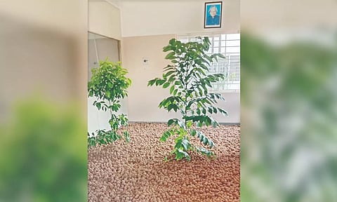 Seed balls kept ready for broadcasting in Vellore