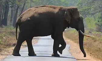 Tusker ‘Arikomban’ spotted in Mancholil, Tamil Nadu